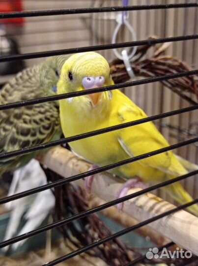 Птенцы волнистый попугай