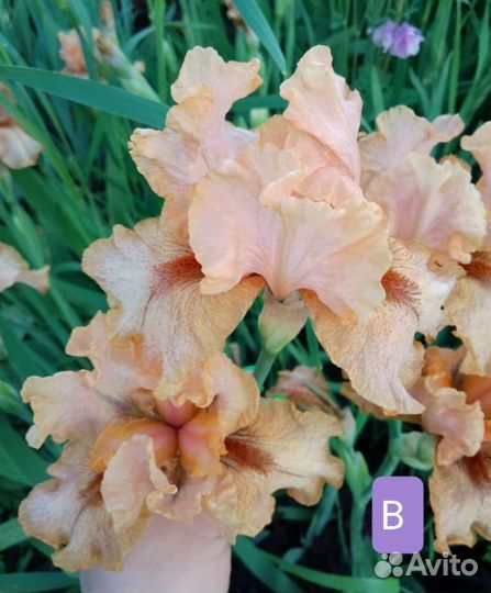 Ирис высокий бородатый