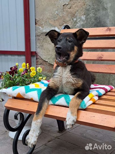 Щенок в добрые руки