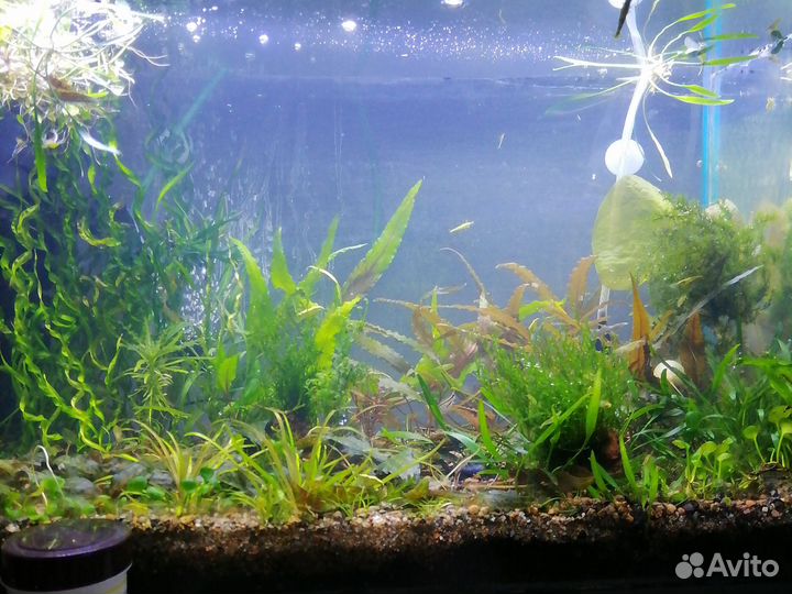 Аквариумные удобрения, средства против водорослей