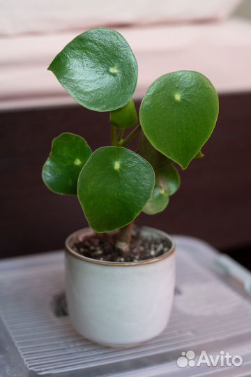 Пилея пеперомиевидная, пеперомия рэйндроп