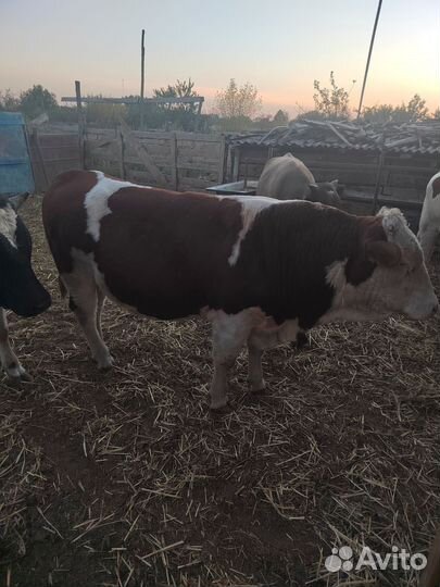 Быки на племя