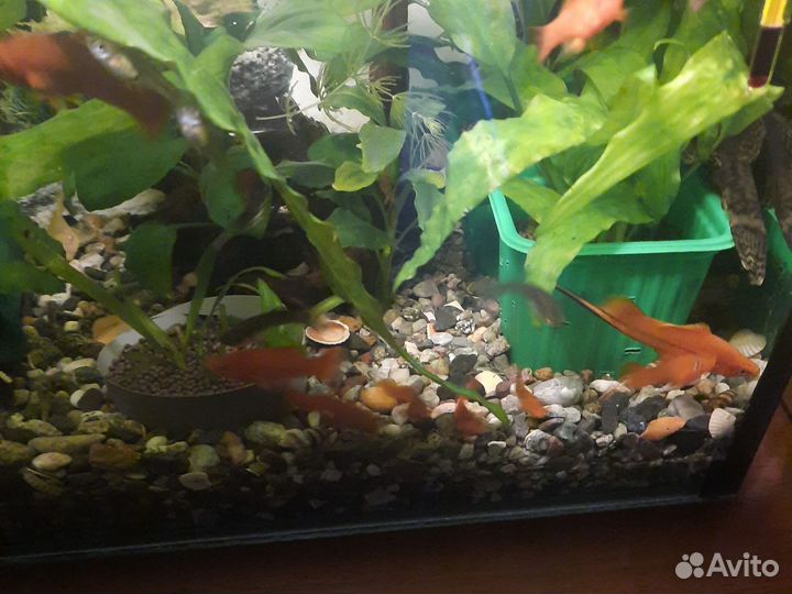 Роголистник