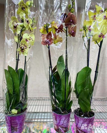 Орхидеи на 2 ветки