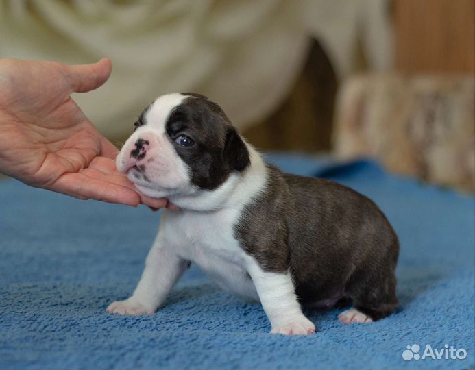 Щенки бостон терьер