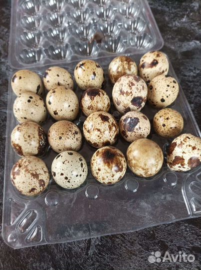 Яйца перепелиные