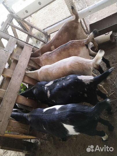 Козочки нубийской породы