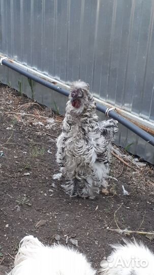 Китайская шелковая курица