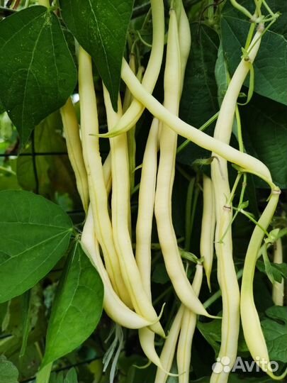 Семена Фасоли спаржевой Французская Золотая.5сем