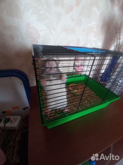 Крыски дамбо бесплатно