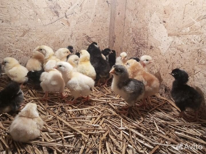 Цыплята