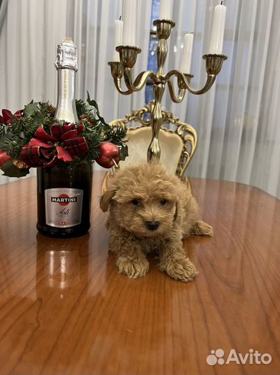 Щенки мальтипу мини и стандарт, разных окрасов