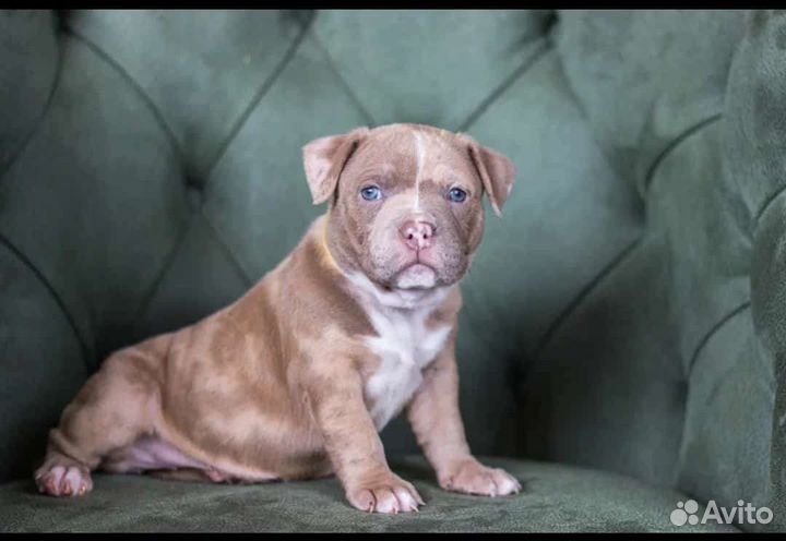 Щенки Американские булли Классик-Стандарт