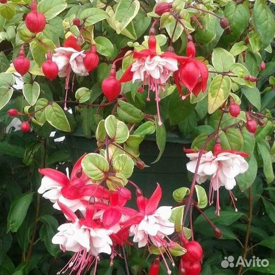 Фуксия Swingtime (свингтайм) черенки, молодые