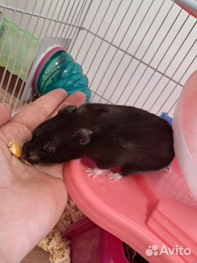 Сирийский хомяк девочка с клеткой