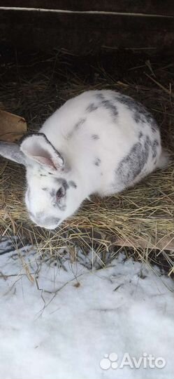 Кролики разных пород