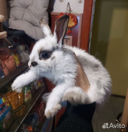 Кролик декор