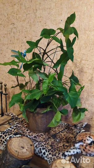 Живое растение сингониум