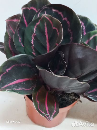 Калатея розеопикта дотти