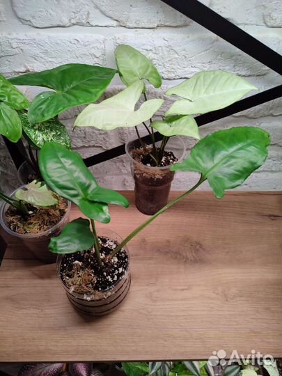 Комнатные цветы Сингониумы