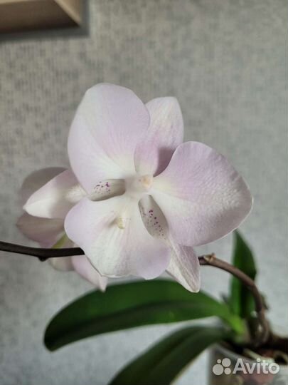 Орхидея фаленопсис биг лип Венецианский карнавал