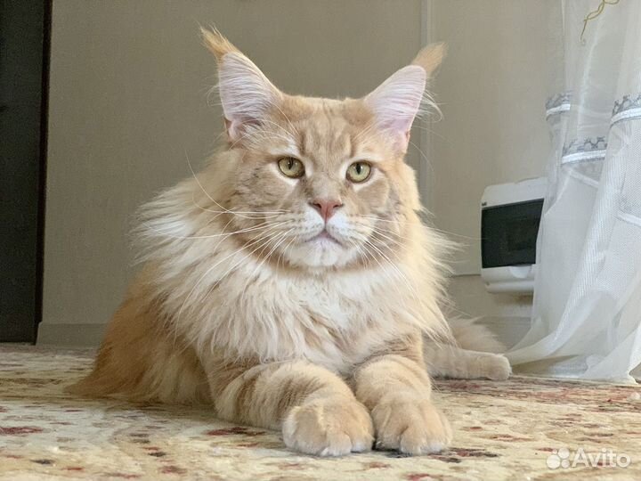 Кот мейн-кун