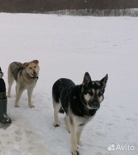 Собака в добрые руки щенок