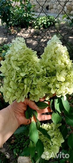 Гортензия Лайм, Ванилла, Литл Блоссом