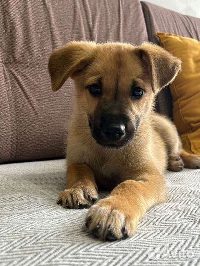 Щеночек в добрые руки