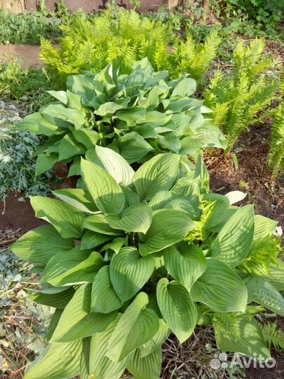 Хоста гибридная Гиацинтина