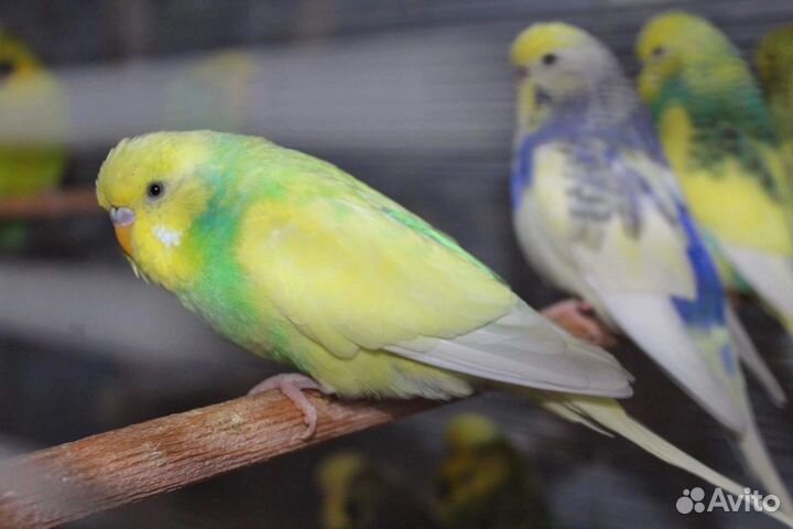 Волнистый попугай, ввп чехи