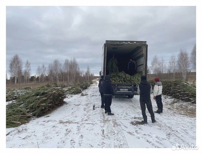 Сосна Новогодняя