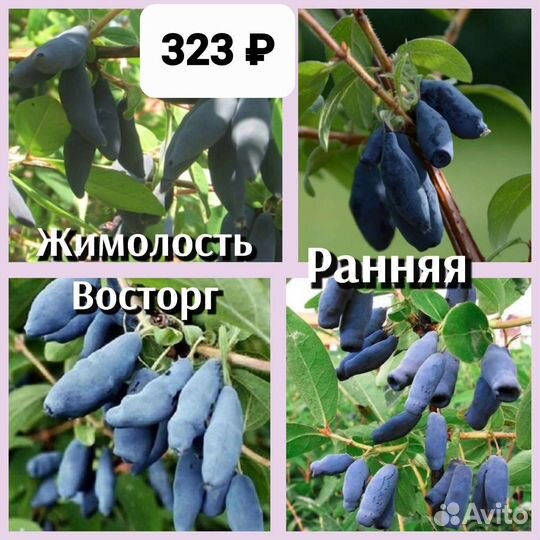 Саженцы жимолости