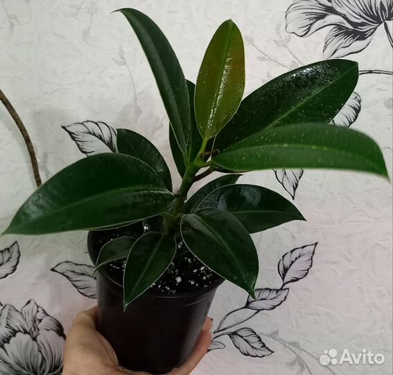 Фикус Мелани