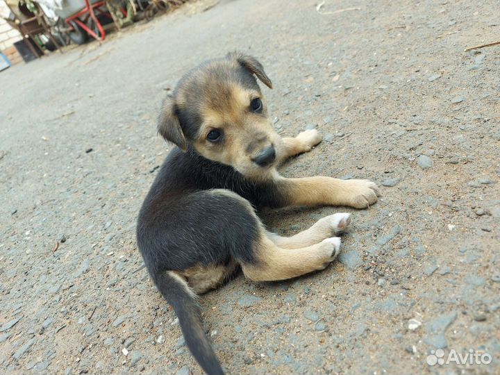 Отдам в добрые руки щенят