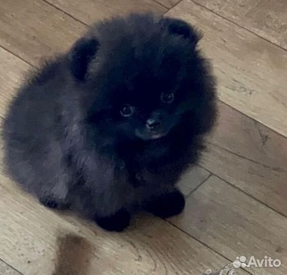 Мишки мальчишки