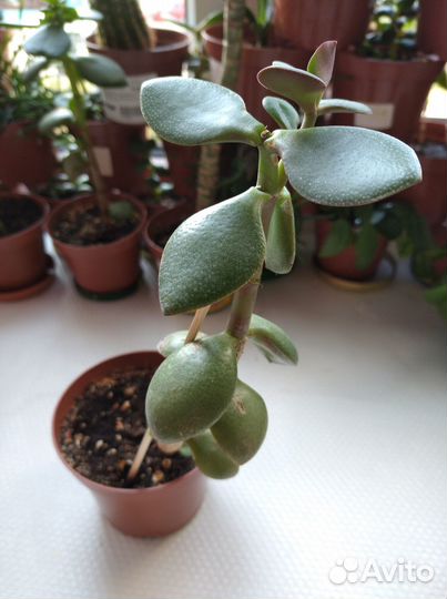 Красула (денежное дерево)