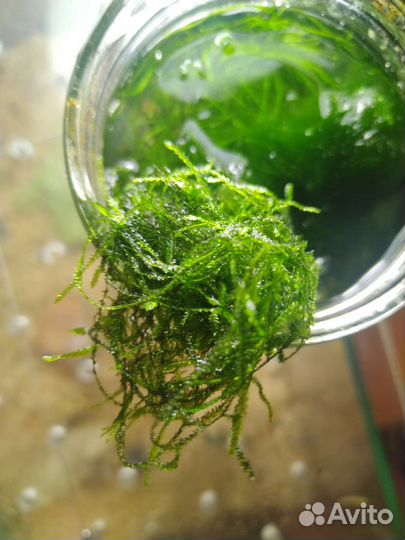 Мох разный аквариумный