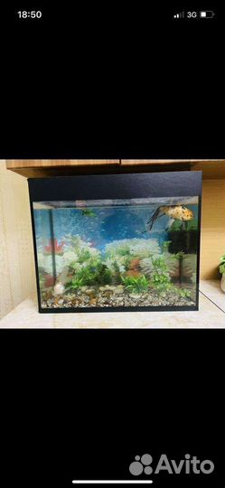 Аквариум