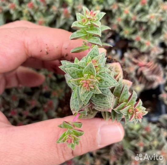 Крассулы разные (суккуленты)