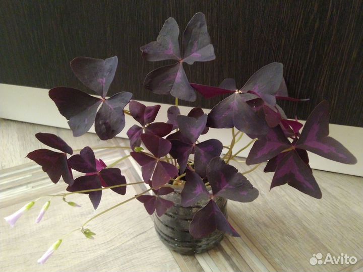 Оксалис(кислица), бабочка