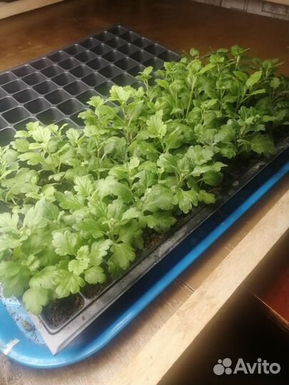 Хризантемы мультифлора жёлтая