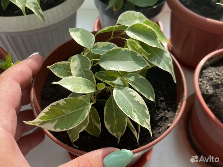 Фикус бенджамина