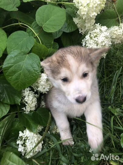 Щенки сибирской хаски