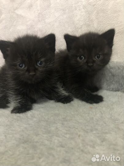 Британские котята