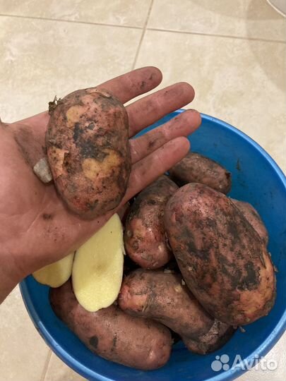 Молодой картофель