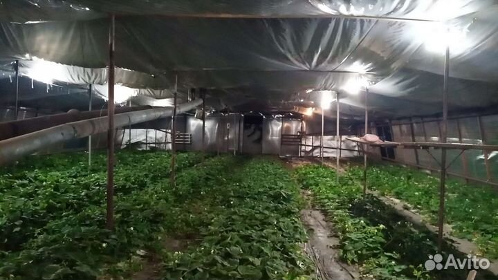 Рассада клубники