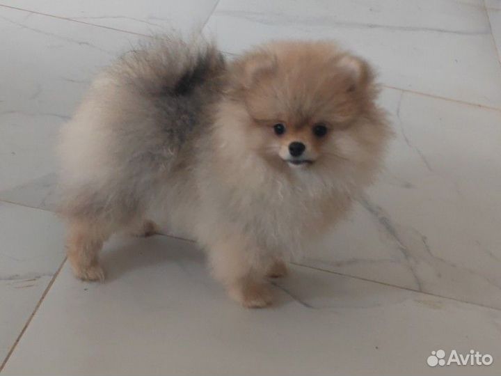 Щенки шпица