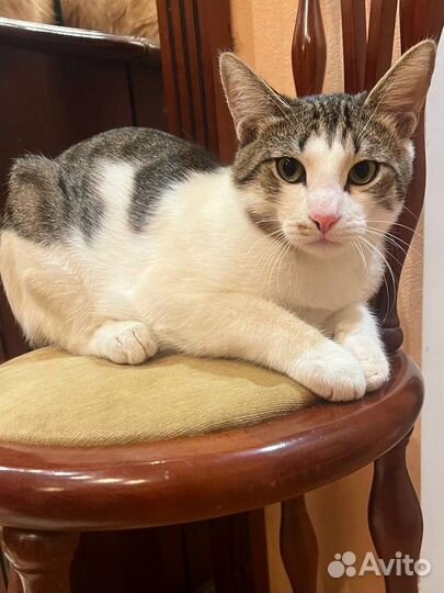 Кот Марсик в дар