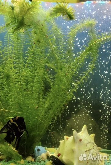 Продам красивую ракушку